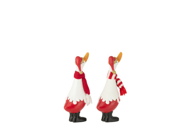 Anatra C/Sciarpa - Jolipa