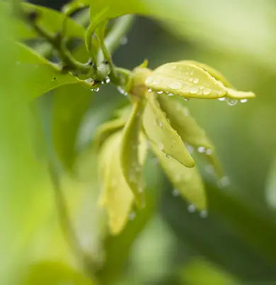 Fragranza d'Ambiente Green Flowers - Dr. Vranjes