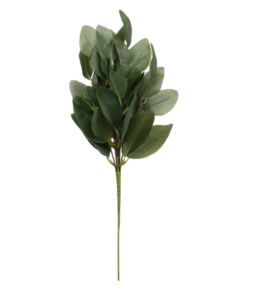 Salvia &