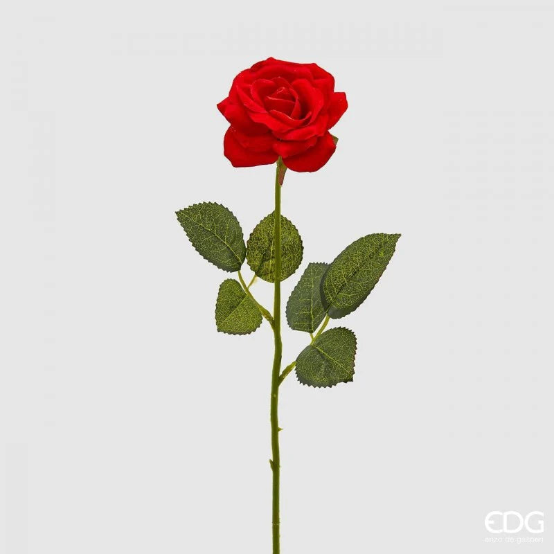 Rosa Rossa - EDG